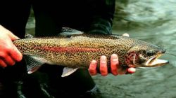 貨船誤闖丹麥漁場8萬條魚大逃亡 